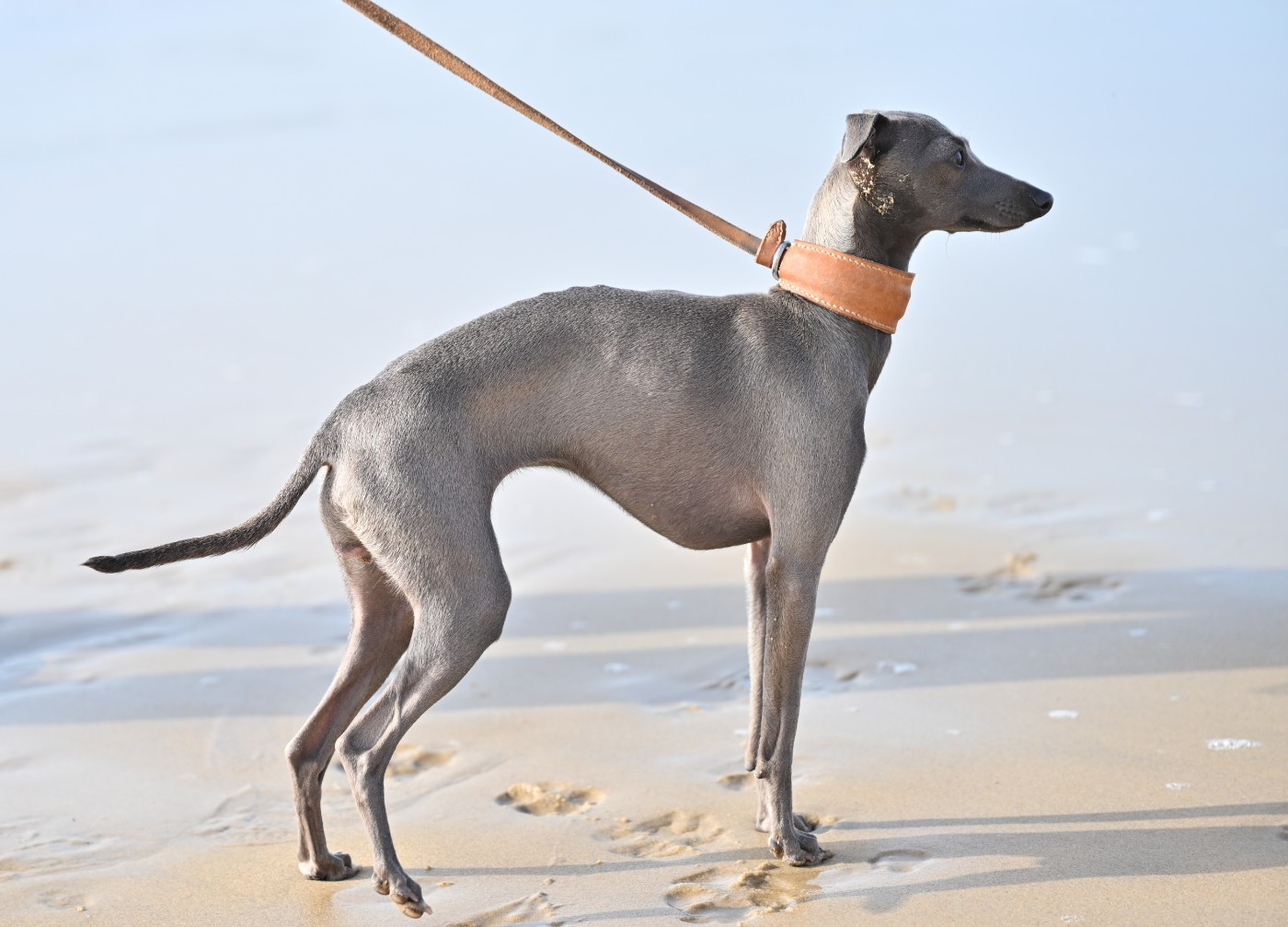 Anya du domaine de Chanteloup