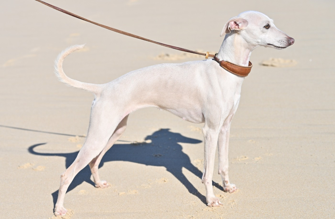 Angélique Marquise des anges Du Clos Des Lucs