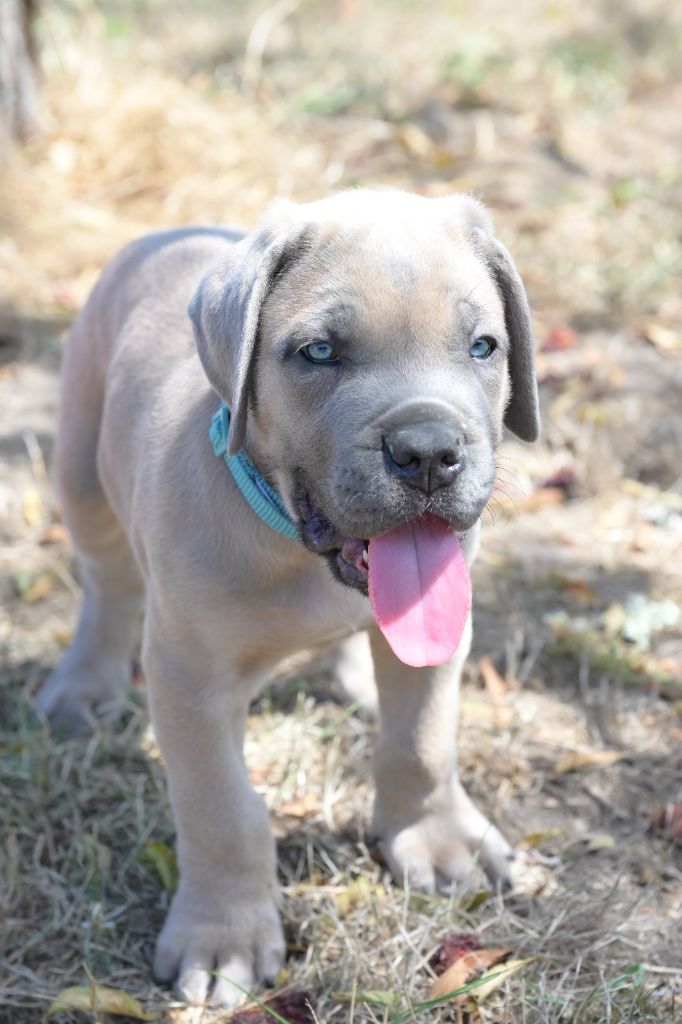 Lux Elegantia - Chiots disponibles - Cane Corso
