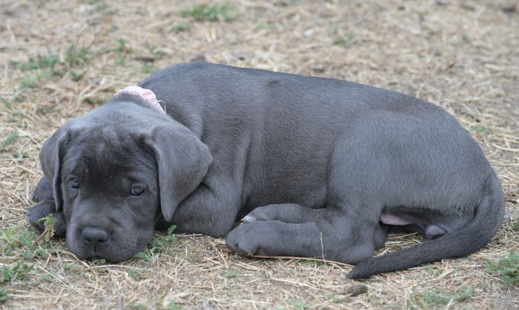 Lux Elegantia - Chiots disponibles - Cane Corso