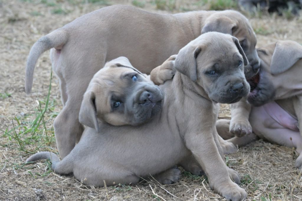 Chiot Cane Corso Lux Elegantia