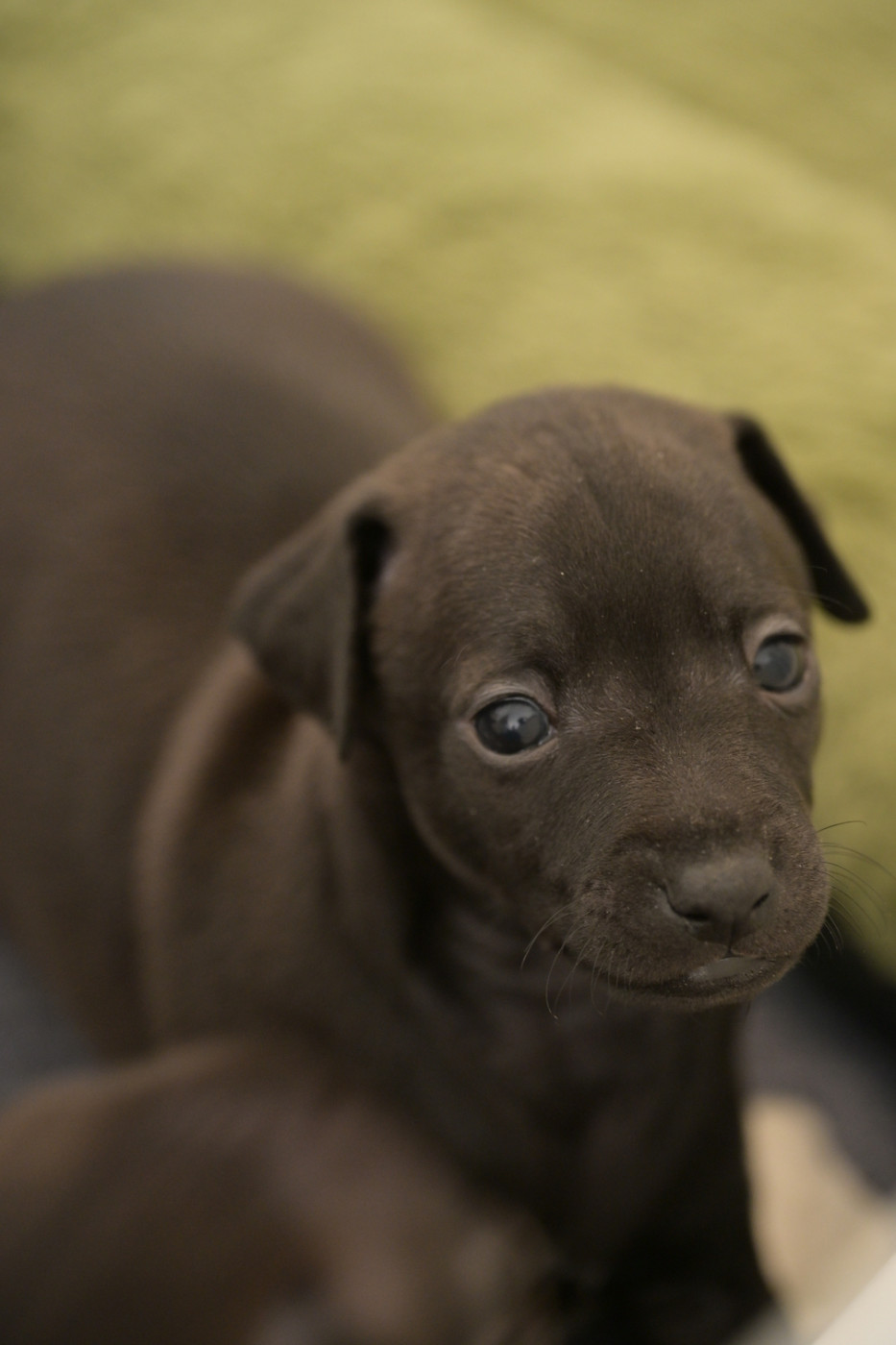 Lux Elegantia - Chiots disponibles - Petit Levrier Italien