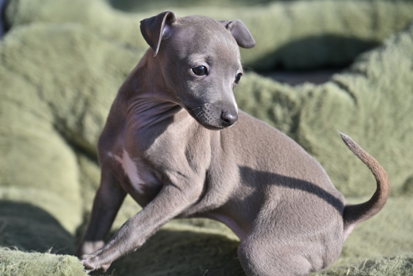 Lux Elegantia - Chiots disponibles - Petit Levrier Italien