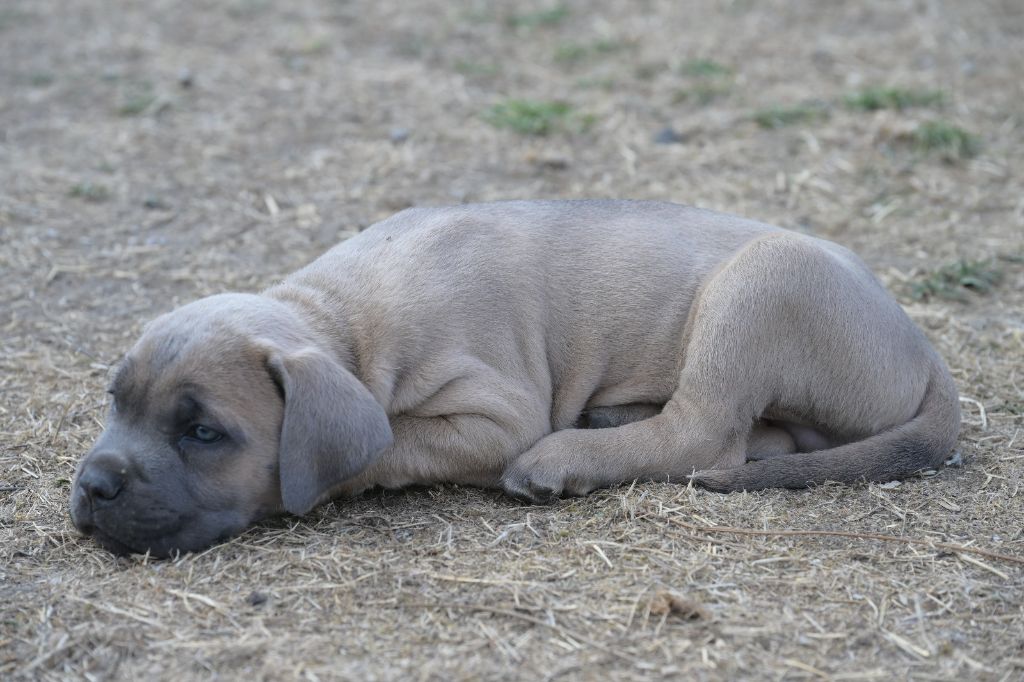 Lux Elegantia - Chiots disponibles - Cane Corso