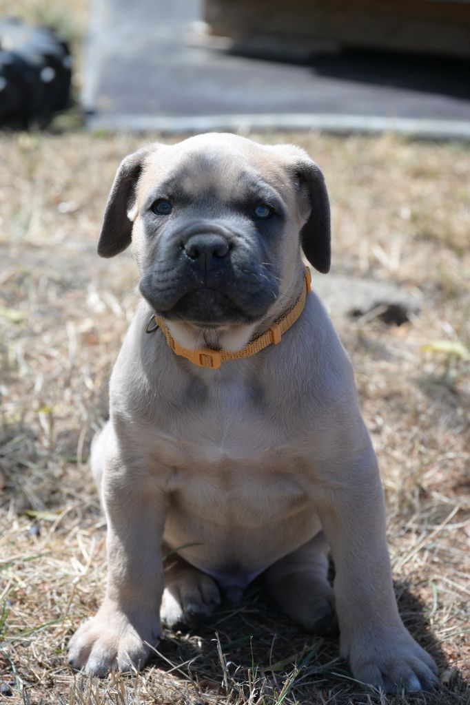 Lux Elegantia - Chiots disponibles - Cane Corso