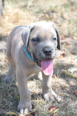 CHIOT 2