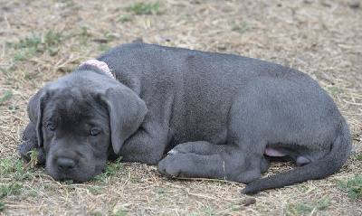 CHIOT 8