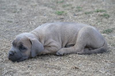 CHIOT 4