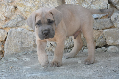 CHIOT 3