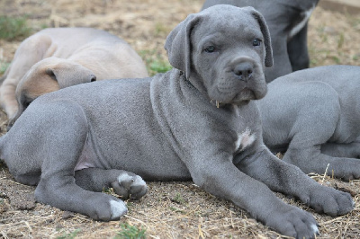 CHIOT 7