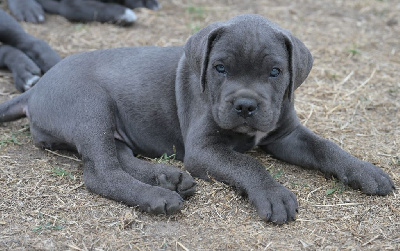 CHIOT 9