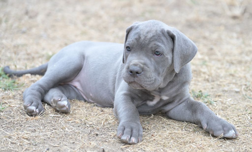 Lux Elegantia - Chiots disponibles - Cane Corso