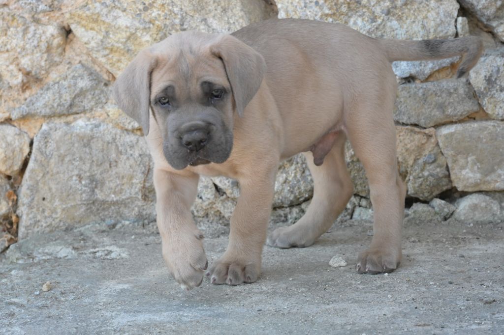Lux Elegantia - Chiots disponibles - Cane Corso