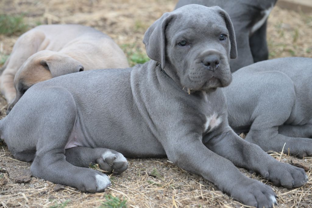 Lux Elegantia - Chiots disponibles - Cane Corso