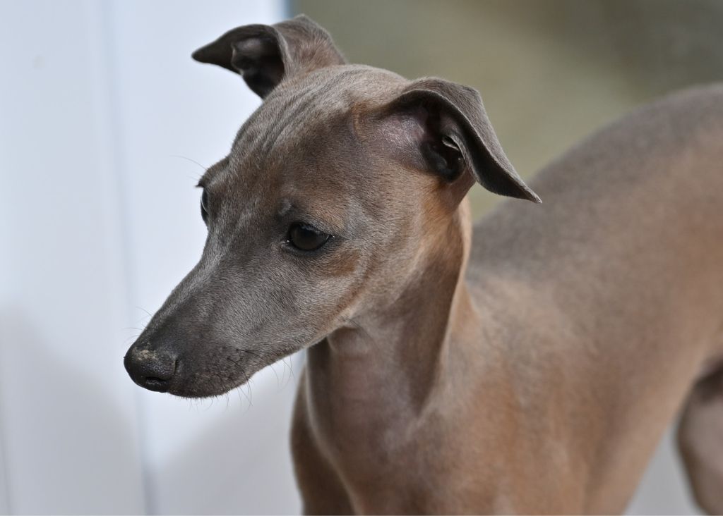 Lux Elegantia - Chiots disponibles - Petit Levrier Italien