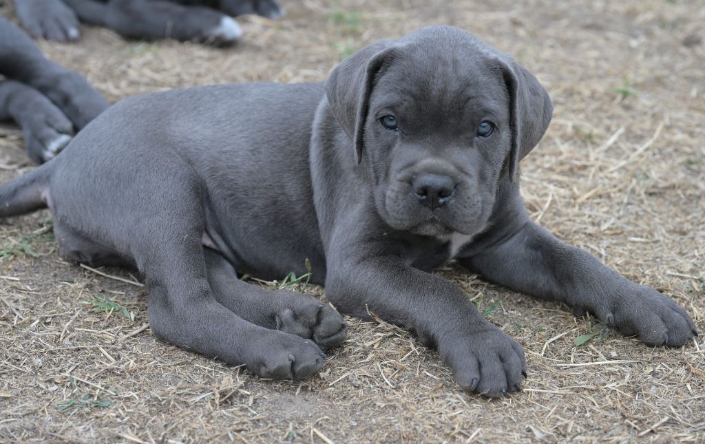 Lux Elegantia - Chiots disponibles - Cane Corso